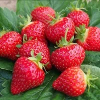 Strawberry Premium